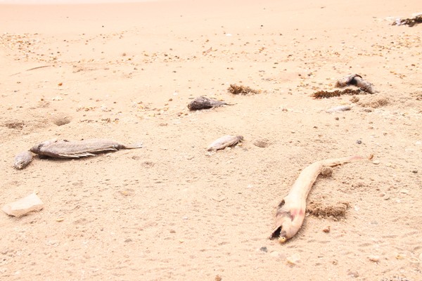 Dead fish washed ashore in the north central coastal province of Ha Tinh (Photo: SGGP) Dead fish washed ashore in the north central coastal province of Ha Tinh (Photo: SGGP)
